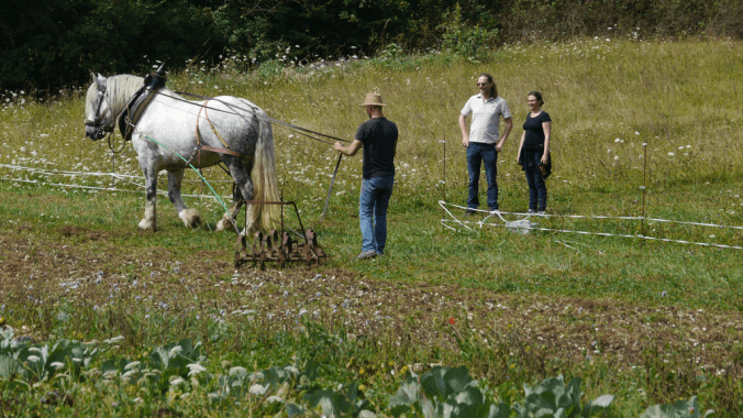 démonstration travail du sol en traction animale_resultat