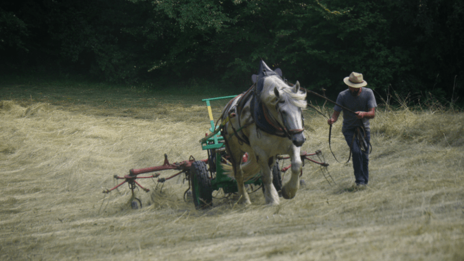 le cheval de travail, compte rendu de nos pratiques