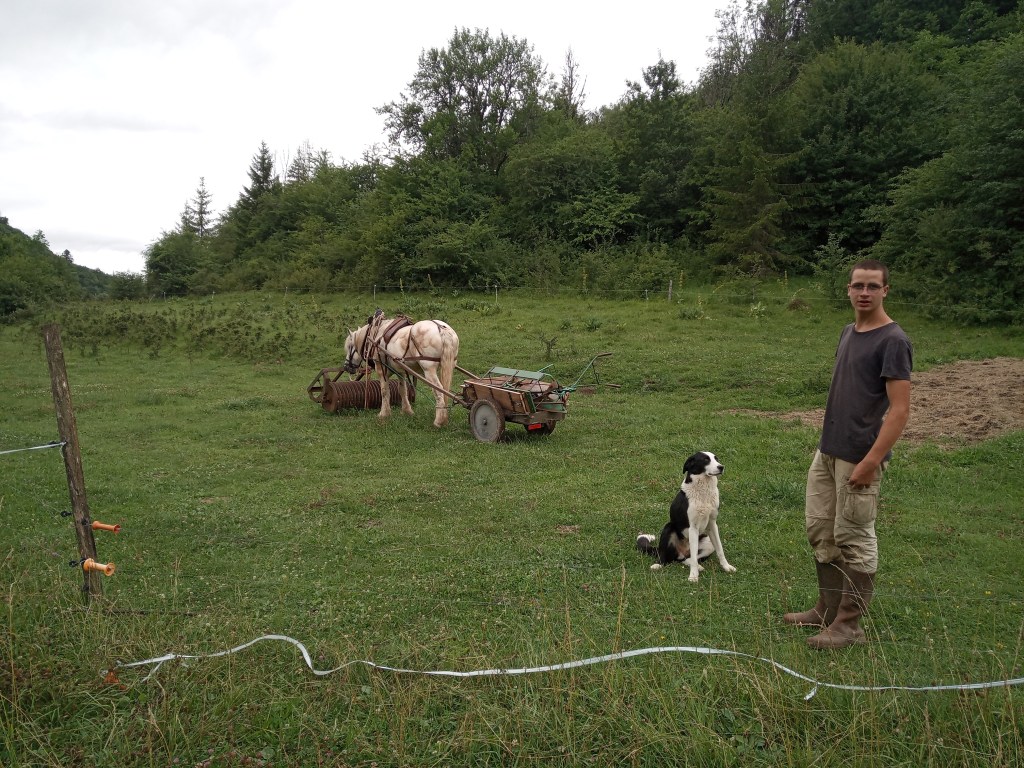 cheval outil caleche