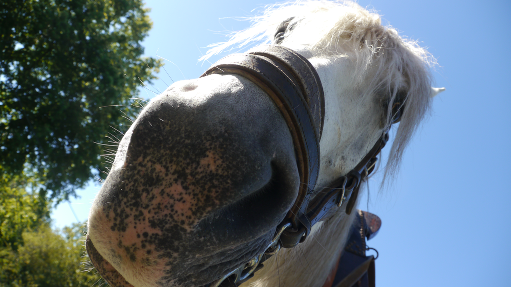 Bérézina ... no benzine