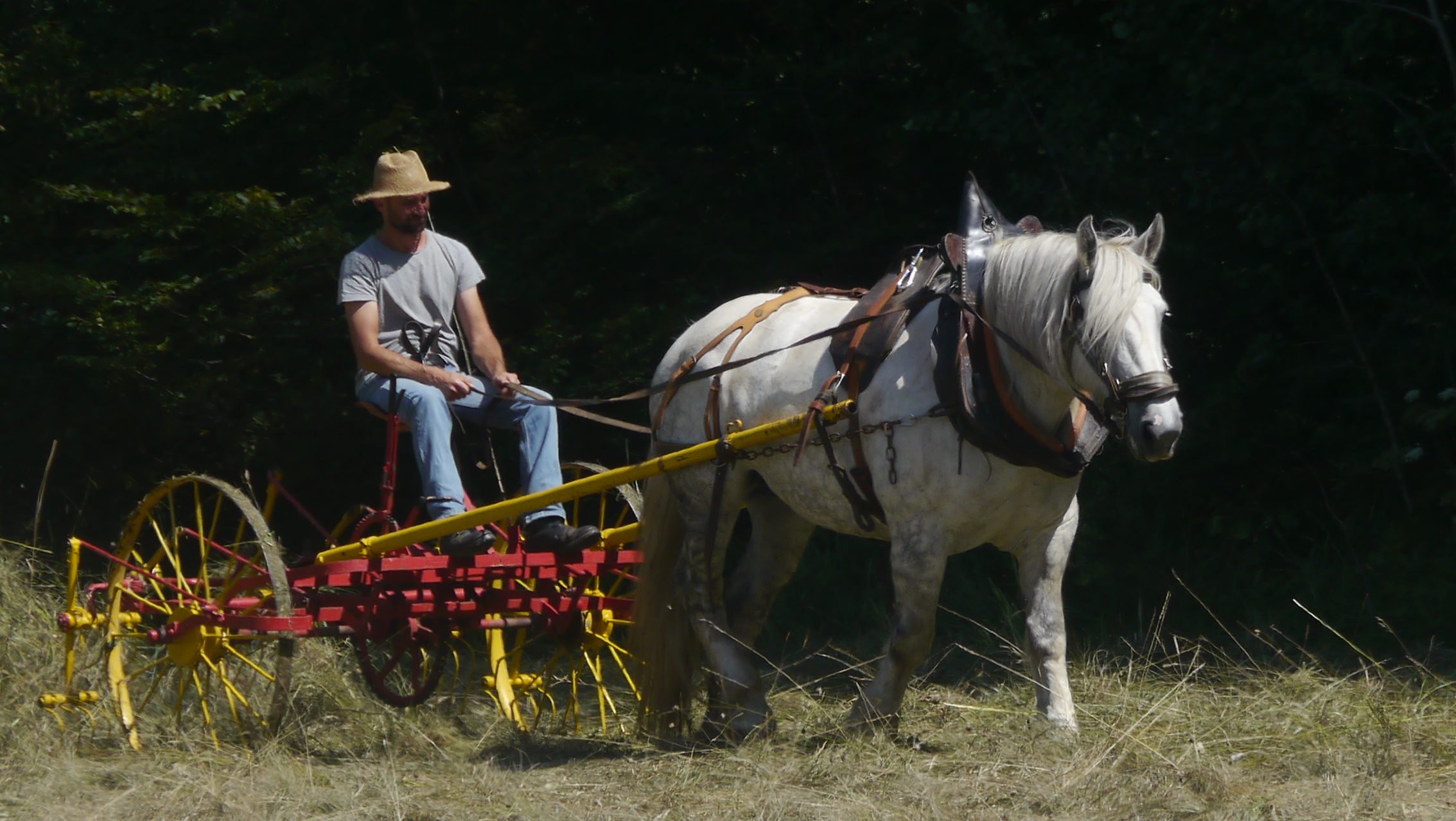 traction animale moderne