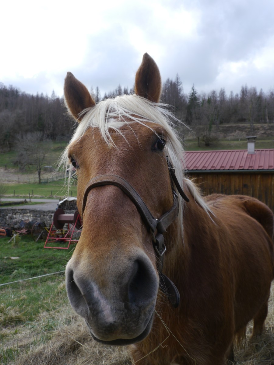 Nouveau venu :&nbsp;Houblon